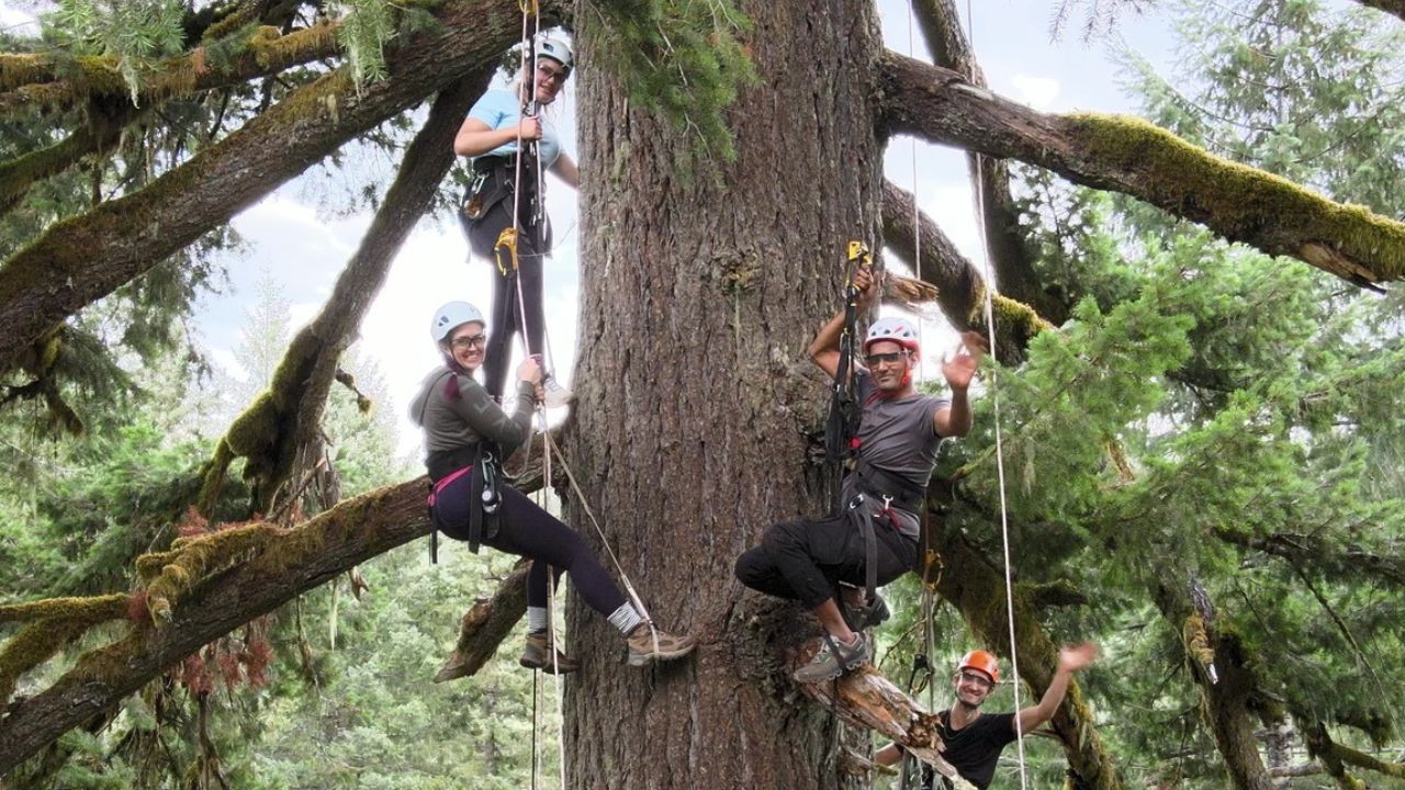 Lopez Islander Tree Climbing