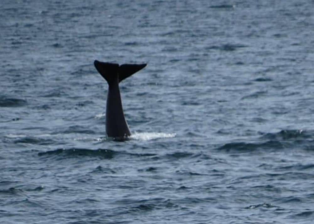 Orca Whale Spotted off of Lopez Island 