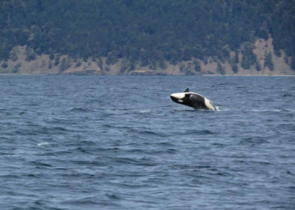 whale watching lopez island 